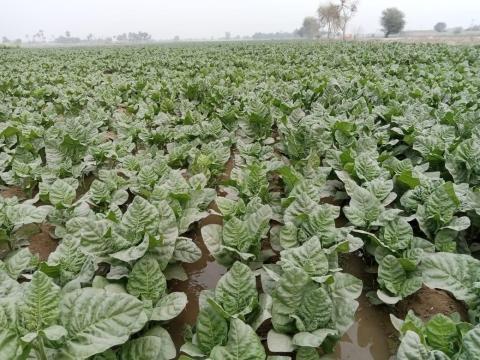 Rustica tobacco Jampur on 21-02-2022