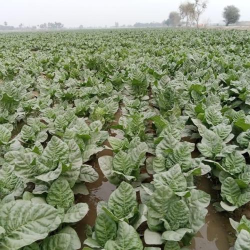 Rustica tobacco Jampur on 21-02-2022